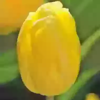 Sunny Prince